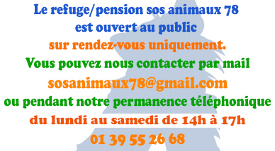 Sosanimaux78 Org Pension Et Refuge Pour Chiens